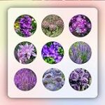 Alcachofa y diente de león: potentes propiedades para tu salud - Análisis en parafarmacia