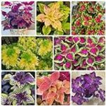 Descubre los beneficios del Coleus Complex: Análisis y ventajas de este producto de parafarmacia