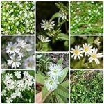 Dónde encontrar ruibarbo: un ingrediente esencial en la parafarmacia