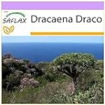 Semillas de drago: El tesoro natural para la piel en la parafarmacia